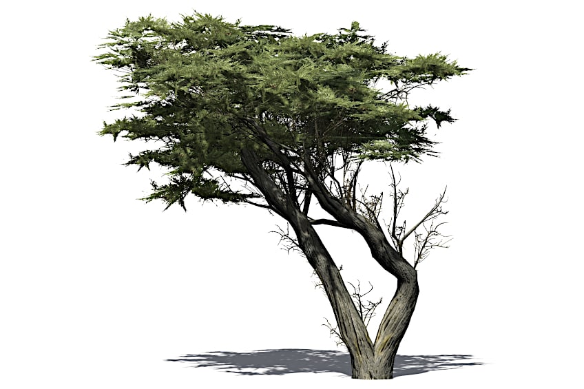 Varieties of Cypress Wood