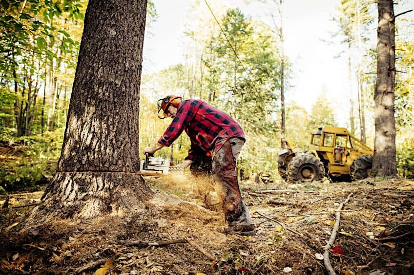DIY Tree Cutting Costs