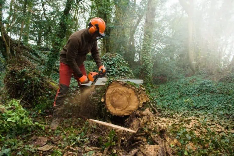 How Much Does It Cost to Cut Down a Tree – Price Factors