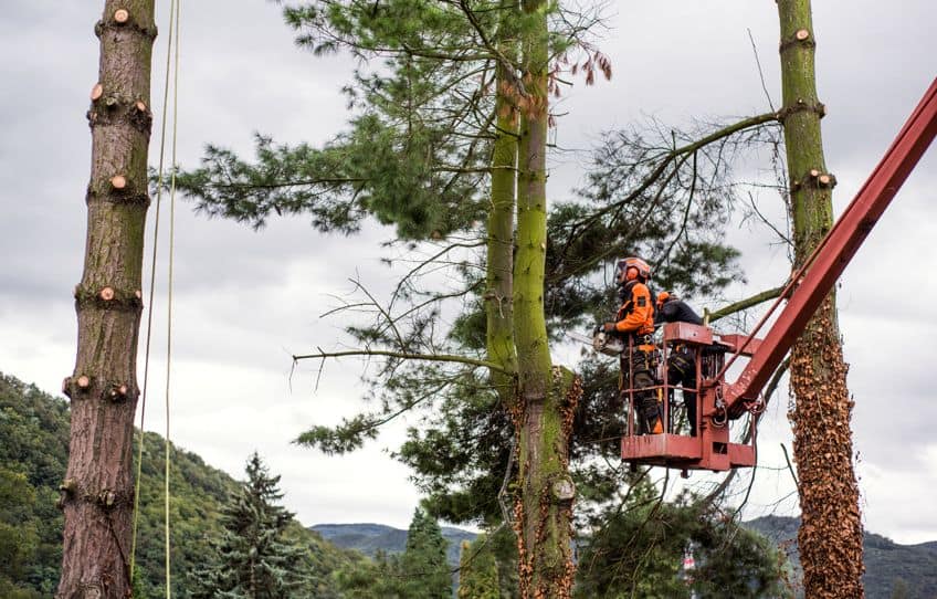 Professional Tree Cutting Costs