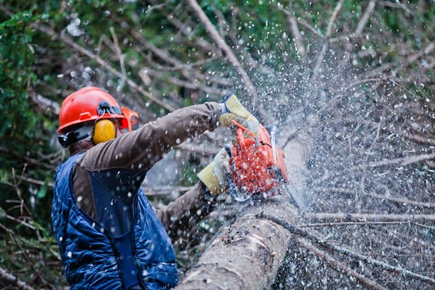 Professional Tree Felling Costs