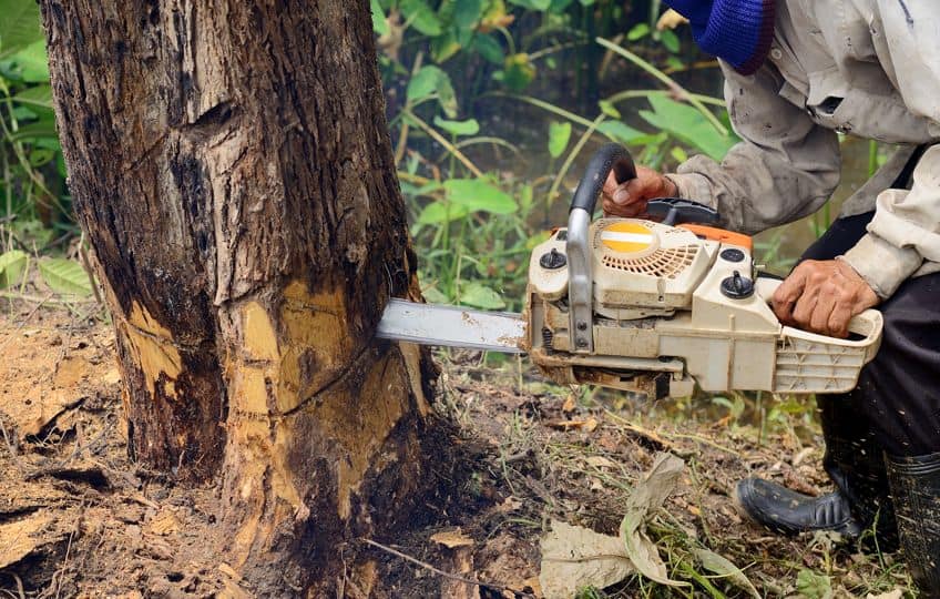 Tree Cutting Costs