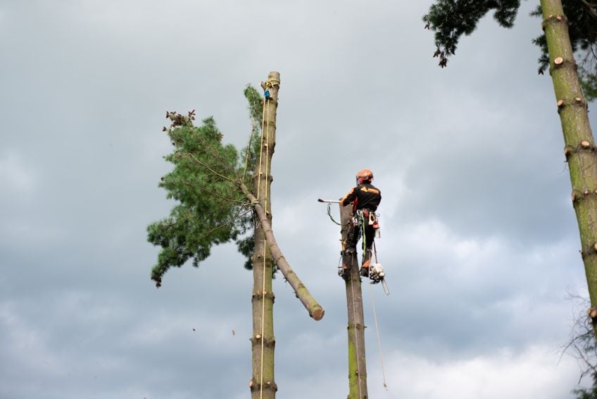 When to hire a Professional Tree Feller